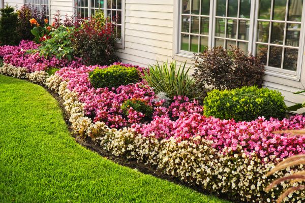 Promotes healthy plant growth