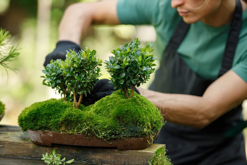 Japanese Maple Planting in Ventura County, CA