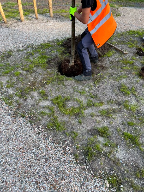 Privacy Trees Planting in Honolulu, HI